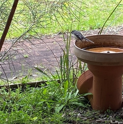 Rhipidura albiscapa (Grey Fantail) at Broke, NSW - 19 Aug 2025 by RoyP
