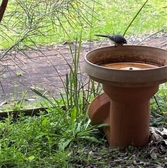 Rhipidura albiscapa at Broke, NSW - 19 Aug 2025 10:50 AM