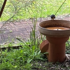 Rhipidura albiscapa at Broke, NSW - 19 Aug 2025 10:50 AM