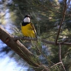 Pachycephala pectoralis (Golden Whistler) at Fyshwick, ACT - 31 Aug 2025 by RodDeb