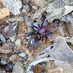 Habronestes bradleyi (Bradley's Ant-Eating Spider) at Kingsdale, NSW - 1 Sep 2025 by trevorpreston