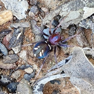 Habronestes bradleyi (Bradley's Ant-Eating Spider) at Kingsdale, NSW - 1 Sep 2025 by trevorpreston