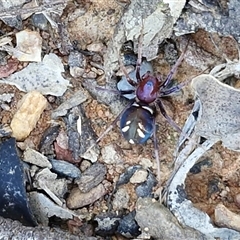 Habronestes bradleyi at Kingsdale, NSW - 1 Sep 2025 11:22 AM