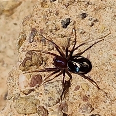 Habronestes bradleyi at Kingsdale, NSW - 1 Sep 2025 11:22 AM