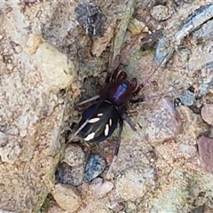 Habronestes bradleyi at Kingsdale, NSW - 1 Sep 2025 11:22 AM