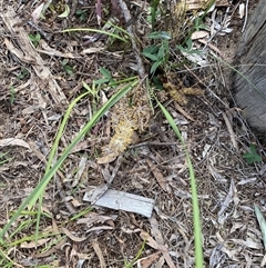 Unverified Other Wildflower or Herb at Broke, NSW - 19 Aug 2025 by RoyP