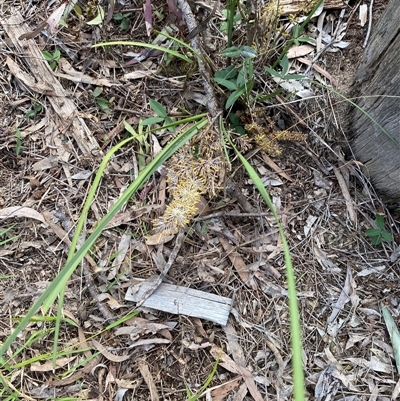 Unverified Other Wildflower or Herb at Broke, NSW - 19 Aug 2025 by RoyP