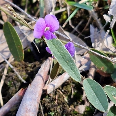 Hovea heterophylla (Common Hovea) at Kingsdale, NSW - 1 Sep 2025 by trevorpreston