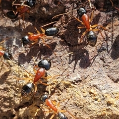 Camponotus nigriceps (Black-headed sugar ant) at Kingsdale, NSW - 1 Sep 2025 by trevorpreston