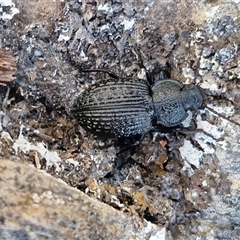 Adelium sp. (genus) at Kingsdale, NSW - 1 Sep 2025 by trevorpreston