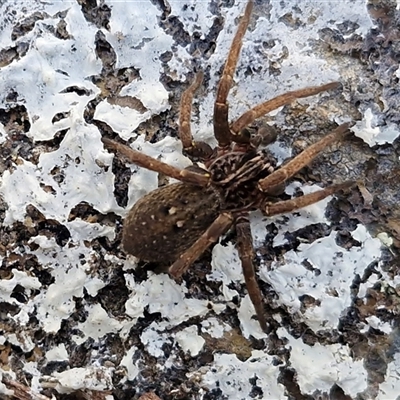 Mituliodon tarantulinus (Prowling Spider) at Kingsdale, NSW - 1 Sep 2025 by trevorpreston