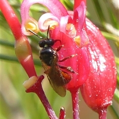 Exoneura sp. (genus) (A reed bee) at Braemar, NSW - 26 Aug 2025 by Curiosity