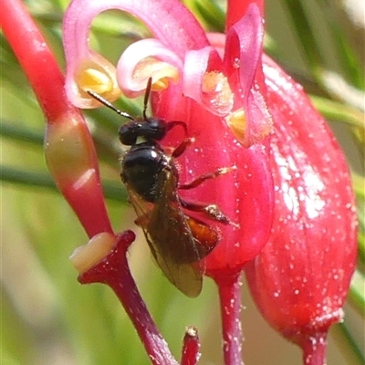 Exoneura sp. (genus) (A reed bee) at Braemar, NSW - 26 Aug 2025 by Curiosity