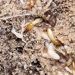 Unverified Termite (superfamily Termitoidea) at Kingsdale, NSW - 1 Sep 2025 by trevorpreston