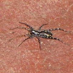 Nyssus coloripes (Spotted Ground Swift Spider) at Braemar, NSW - 31 Aug 2025 by Curiosity
