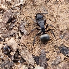 Polyrhachis sp. (genus) (A spiny ant) at Kingsdale, NSW - 1 Sep 2025 by trevorpreston