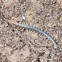 Cormocephalus aurantiipes at Kingsdale, NSW - 1 Sep 2025 by trevorpreston