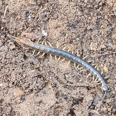 Cormocephalus aurantiipes at Kingsdale, NSW - 1 Sep 2025 by trevorpreston