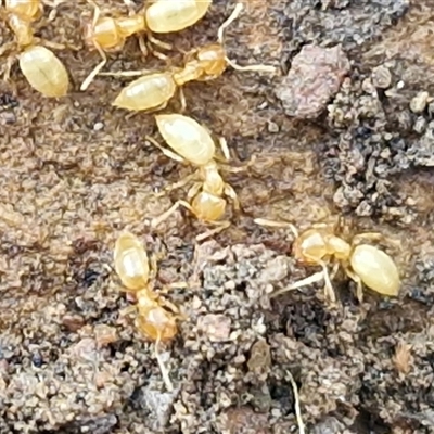 Unverified Termite (superfamily Termitoidea) at Kingsdale, NSW - 1 Sep 2025 by trevorpreston