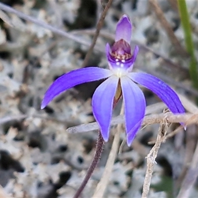 Caladenia caerulea (Blue Fingers, Blue Fairies) at Kingsdale, NSW - 1 Sep 2025 by trevorpreston