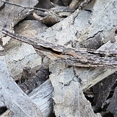 Coryphistes ruricola (Bark-mimicking Grasshopper) at Kingsdale, NSW - 1 Sep 2025 by trevorpreston