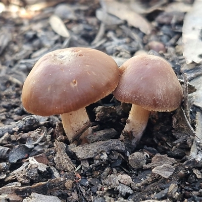 Unverified Cap on a stem; gills below cap [mushrooms or mushroom-like] at Kingsdale, NSW - 1 Sep 2025 by trevorpreston