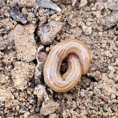 Fletchamia quinquelineata (Five-striped flatworm) at Kingsdale, NSW - 1 Sep 2025 by trevorpreston