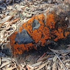 Caloplaca sp. (Firedot Lichen) at Kingsdale, NSW - 1 Sep 2025 by trevorpreston
