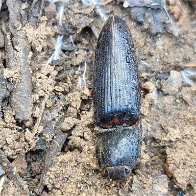Monocrepidius (genus) (Click beetle) at Kingsdale, NSW - 1 Sep 2025 by trevorpreston