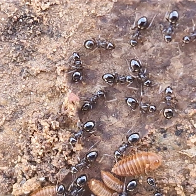 Formicidae (family) (Unidentified ant) at Kingsdale, NSW - 1 Sep 2025 by trevorpreston