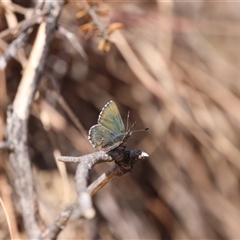 Paralucia crosbyi (Violet Copper Butterfly) by Liam.m
