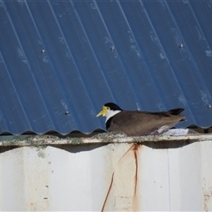 Vanellus miles (Masked Lapwing) at Kambah, ACT - 30 Aug 2025 by HelenCross