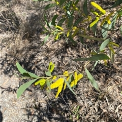 Acacia bulgaensis at Broke, NSW - 1 Sep 2025 by RoyP