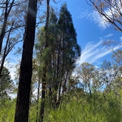 Unverified Other Tree at Broke, NSW - 1 Sep 2025 by RoyP