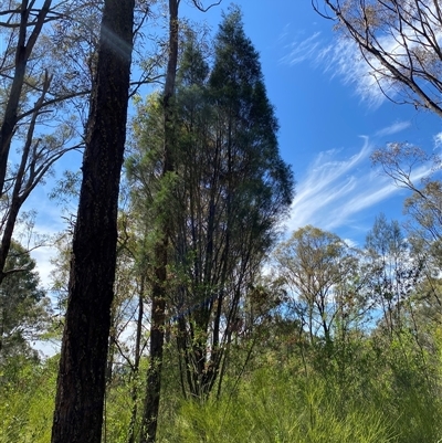 Unverified Other Tree at Broke, NSW - 1 Sep 2025 by RoyP