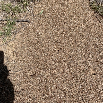 Iridomyrmex purpureus (Meat Ant) at Broke, NSW - 1 Sep 2025 by RoyP