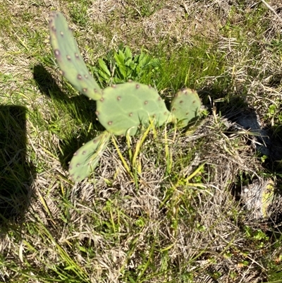 Opuntia stricta at Broke, NSW - 1 Sep 2025 by RoyP