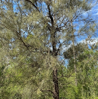 Allocasuarina luehmannii at Broke, NSW - 1 Sep 2025 by RoyP