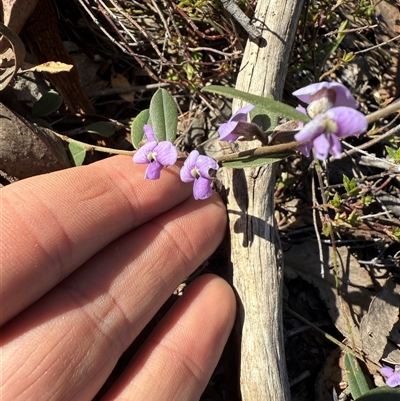 Hovea heterophylla (Common Hovea) at Bonner, ACT - 1 Sep 2025 by leith7
