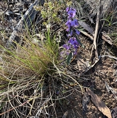 Hovea heterophylla (Common Hovea) at Bonner, ACT - 1 Sep 2025 by leith7