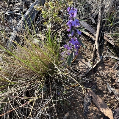 Hovea heterophylla (Common Hovea) at Bonner, ACT - 1 Sep 2025 by leith7