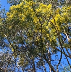 Acacia decurrens (Green Wattle) at Canyonleigh, NSW - 1 Sep 2025 by blacksheep