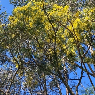 Acacia decurrens (Green Wattle) at Canyonleigh, NSW - 1 Sep 2025 by blacksheep