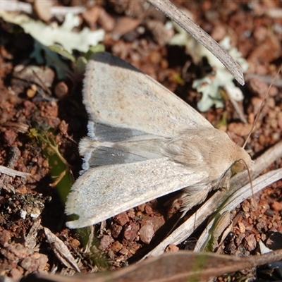 Helicoverpa punctigera (Native Budworm) at Hall, ACT - 1 Sep 2025 by Anna123