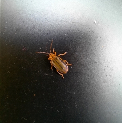 Xanthogaleruca luteola (Elm leaf beetle) at Goulburn, NSW - 1 Sep 2025 by glbn1