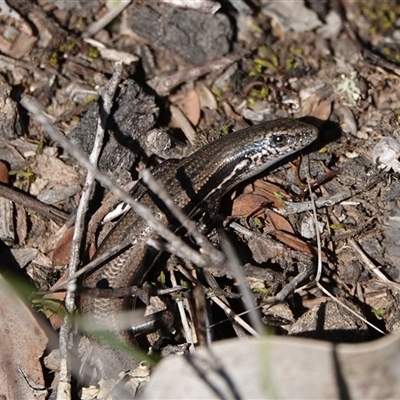 Morethia boulengeri (Boulenger's Skink) at Hall, ACT - 1 Sep 2025 by Anna123