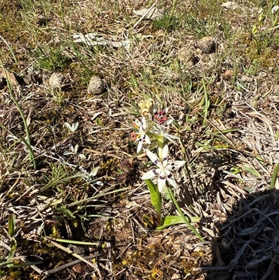 Wurmbea dioica subsp. dioica (Early Nancy) at Sutton, NSW - 1 Sep 2025 by leith7