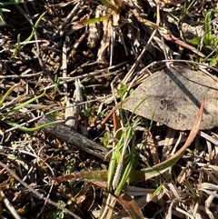 Perala viridis (Spring buzzer) at Bonner, ACT - 1 Sep 2025 by leith7
