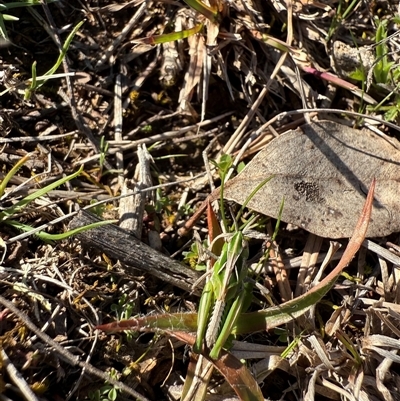 Perala viridis (Spring buzzer) at Bonner, ACT - 1 Sep 2025 by leith7
