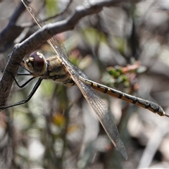 Hemicordulia tau (Tau Emerald) at Hall, ACT - 1 Sep 2025 by Anna123